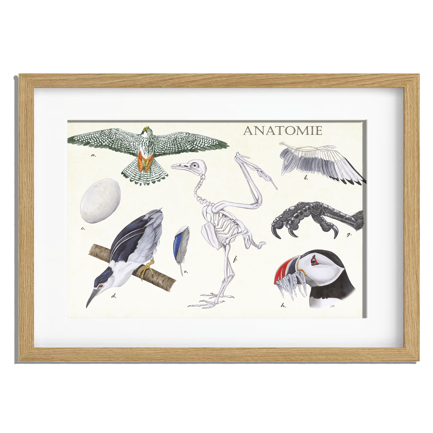 Ingelijst "Anatomie Birds"