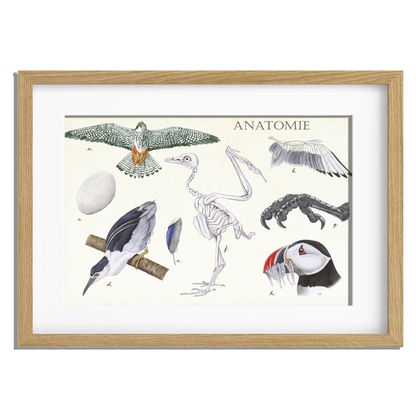 Ingelijst "Anatomie Birds"