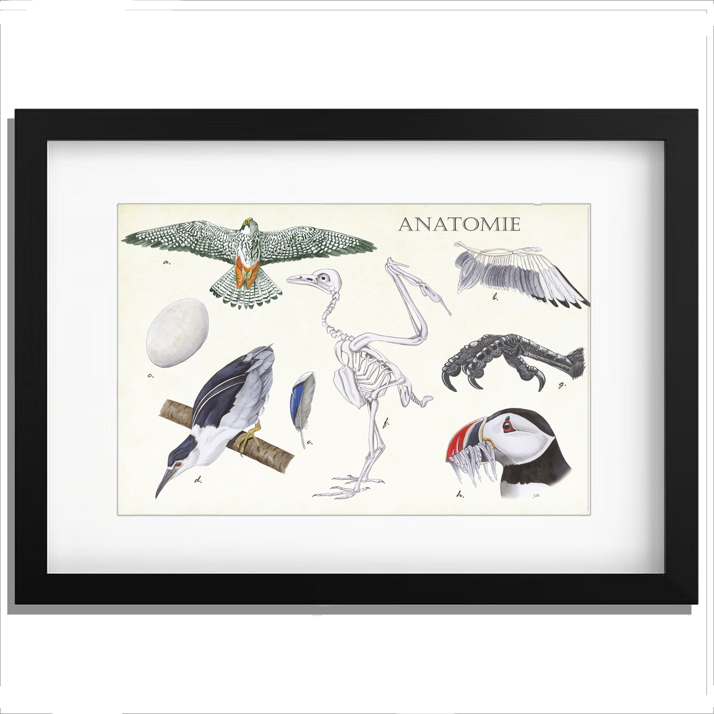 Ingelijst "Anatomie Birds"