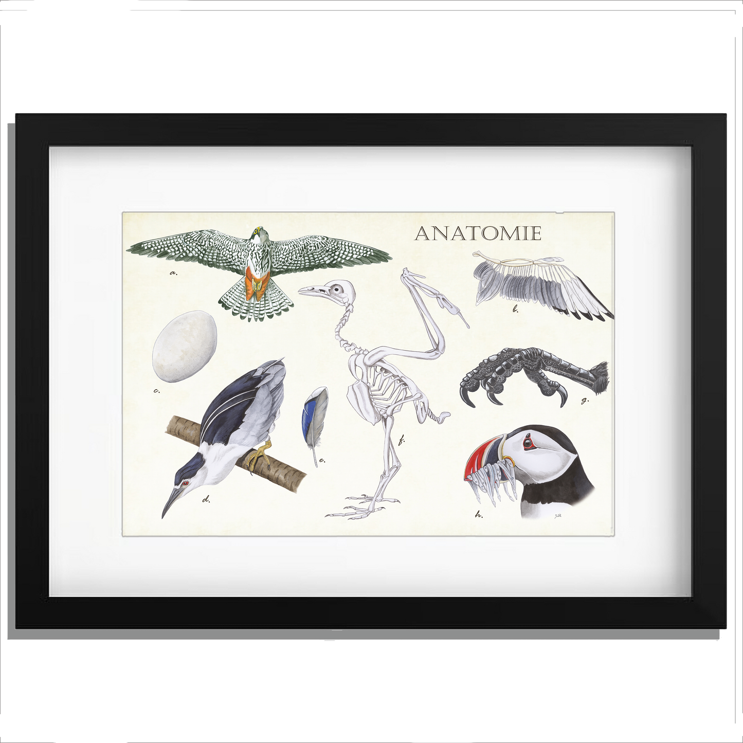 Ingelijst "Anatomie Birds"