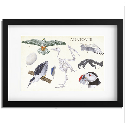 Ingelijst "Anatomie Birds"