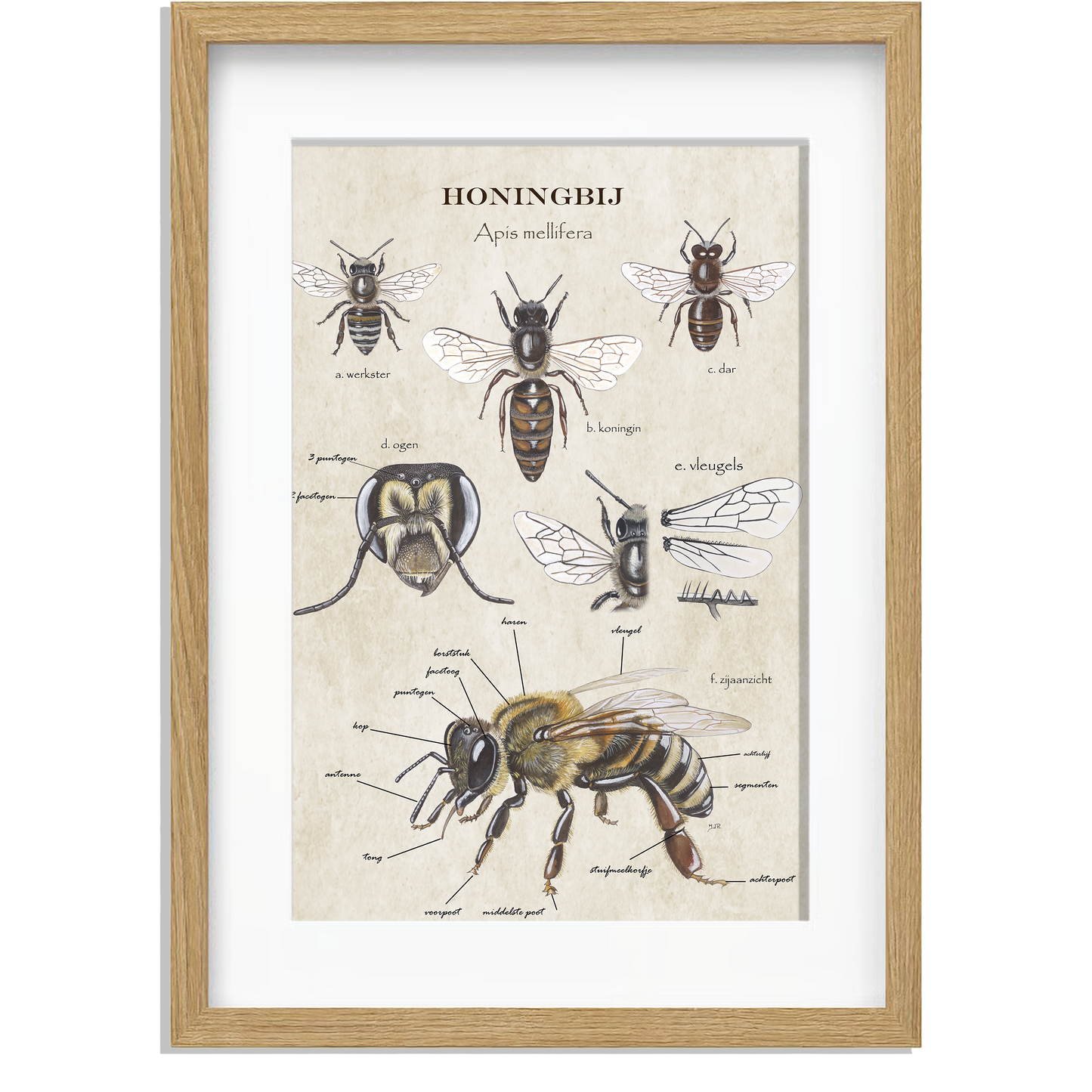 Ingelijst "Anatomie van de Honingbij"