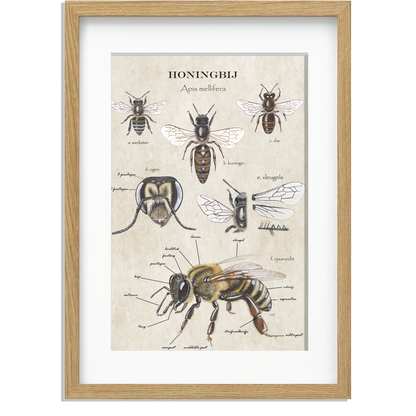 Ingelijst "Anatomie van de Honingbij"