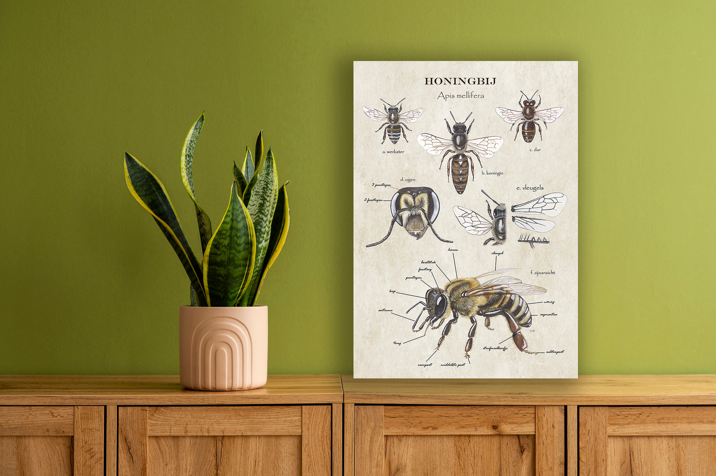 Wanddecoratie "Anatomie Honingbij"