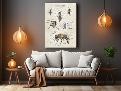 Wanddecoratie "Anatomie Honingbij"