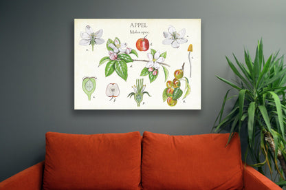 Wanddecoratie "Appel, botanische studie"