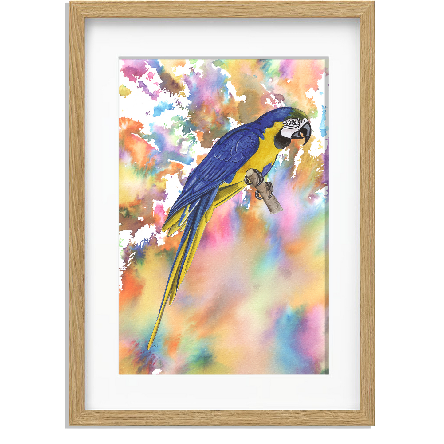 Ingelijst "Blauwe ara"