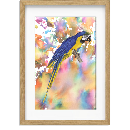 Ingelijst "Blauwe ara"