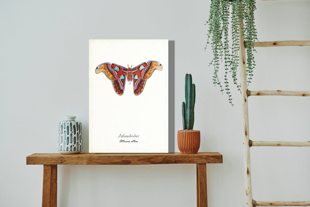 Wanddecoratie "Atlasvlinder"