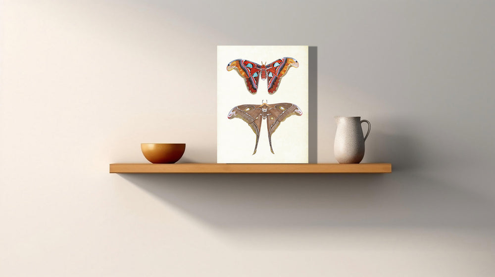 Wanddecoratie "Atlasvlinder en herculesvlinder"