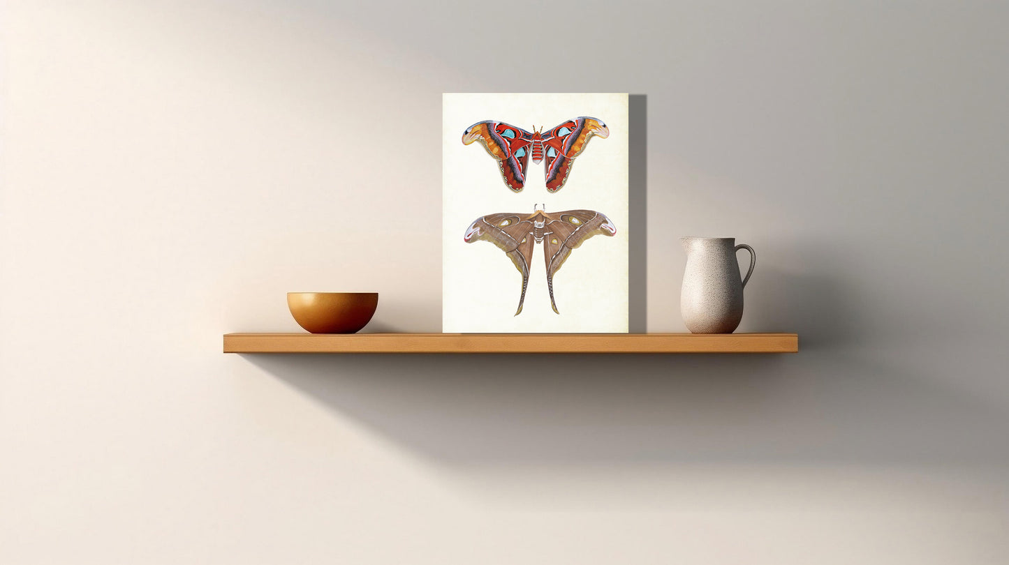 Wanddecoratie "Atlasvlinder en herculesvlinder"