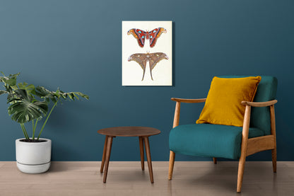 Wanddecoratie "Atlasvlinder en herculesvlinder"