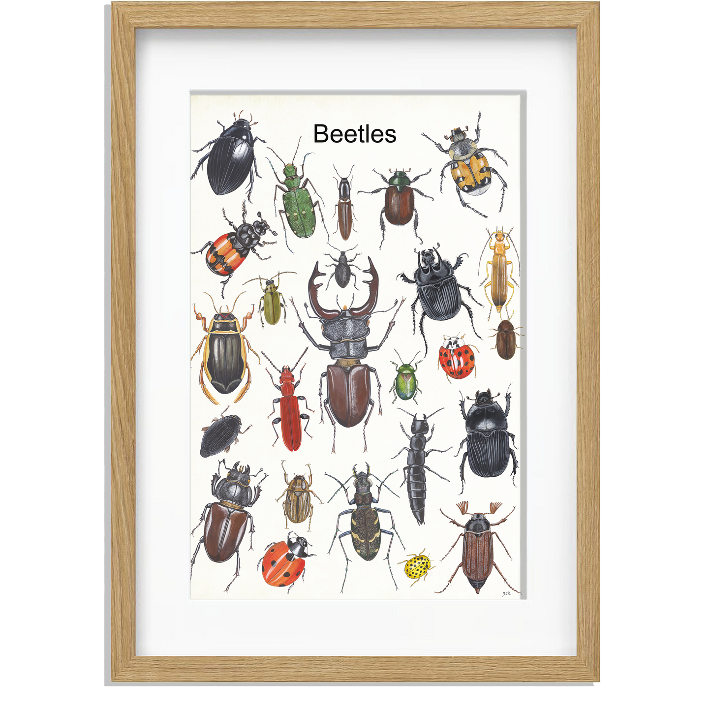 Ingelijst "Beetles"