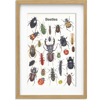 Ingelijst "Beetles"