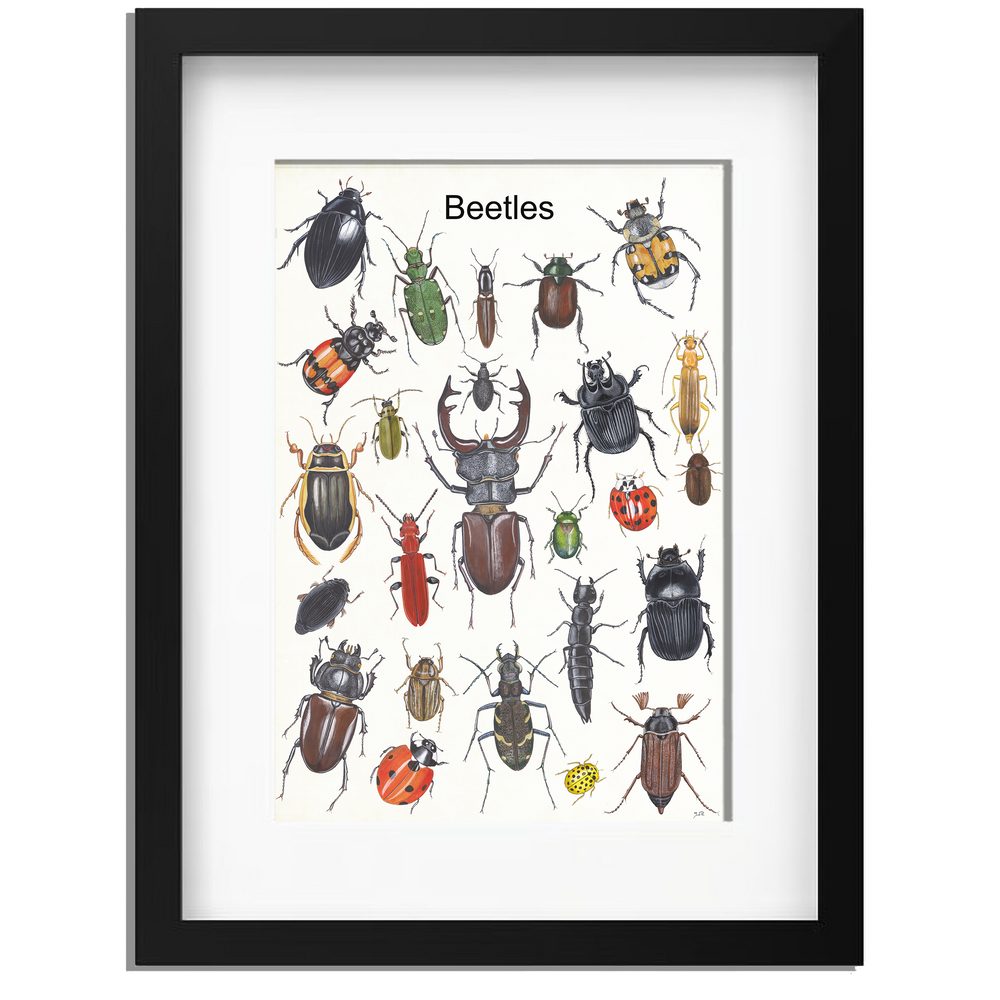 Ingelijst "Beetles"