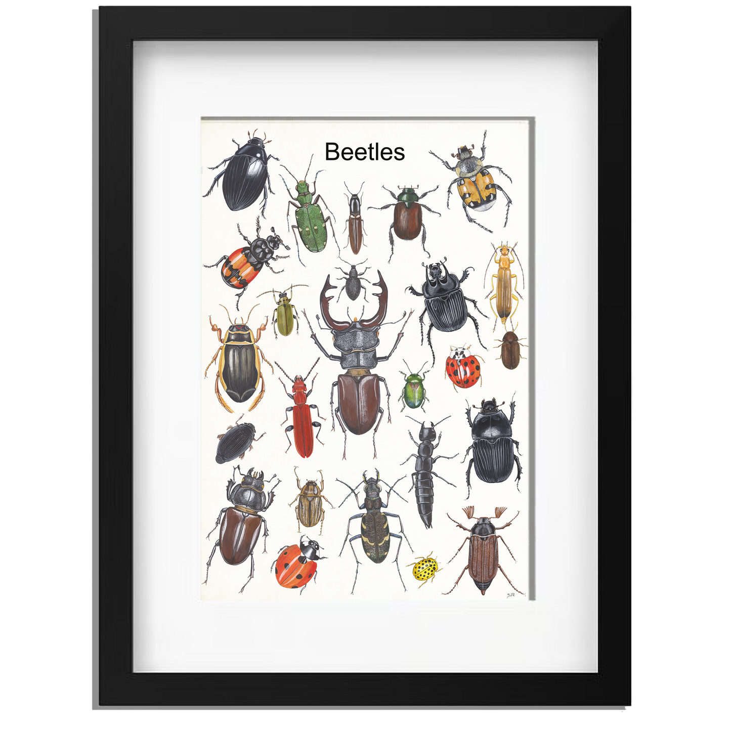 Ingelijst "Beetles"