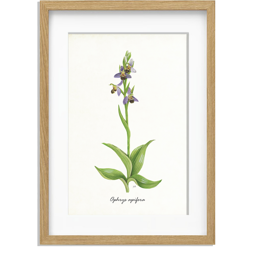 Ingelijst "Bijenorchis"