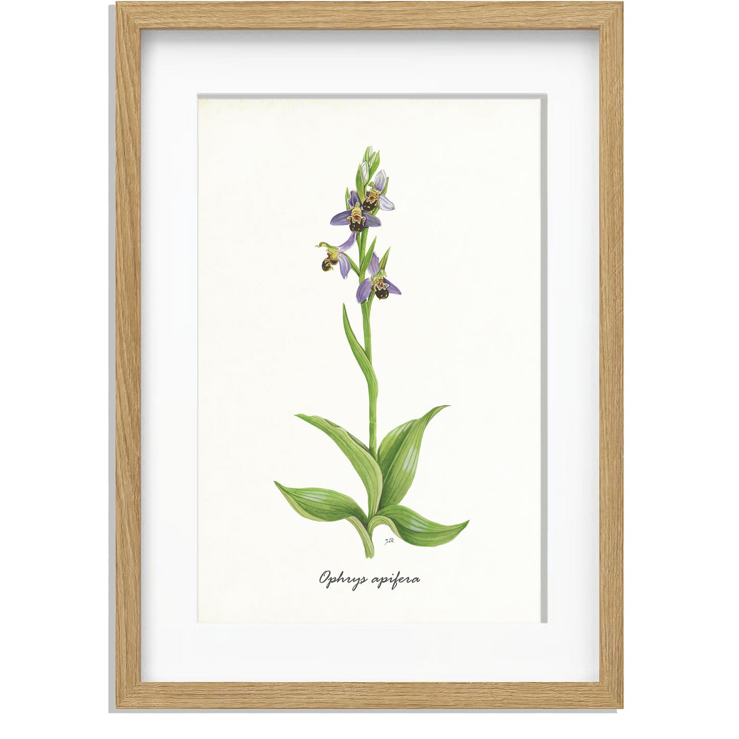 Ingelijst "Bijenorchis"