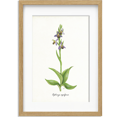 Ingelijst "Bijenorchis"