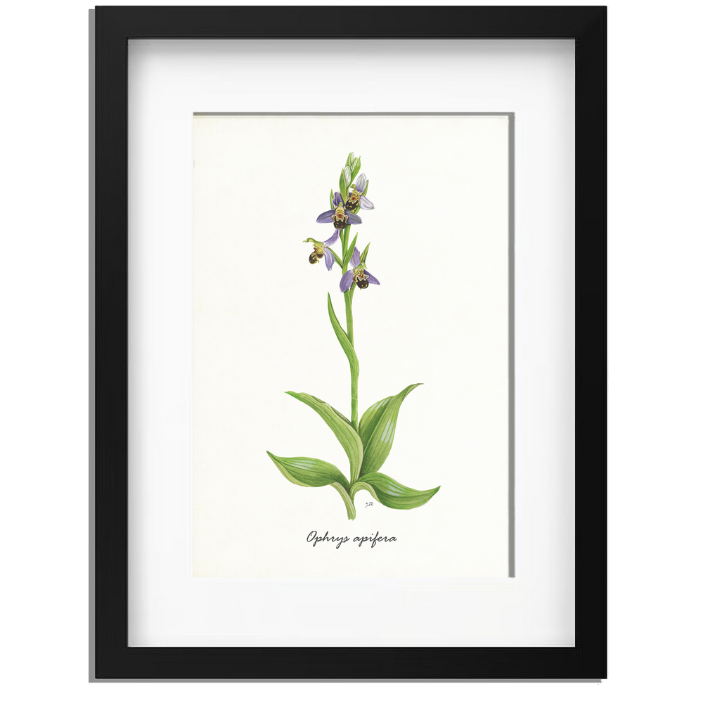 Ingelijst "Bijenorchis"