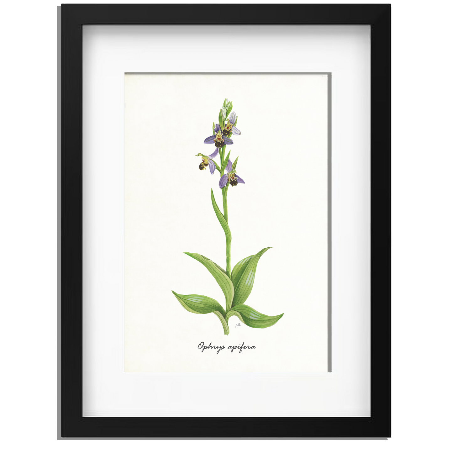 Ingelijst "Bijenorchis"