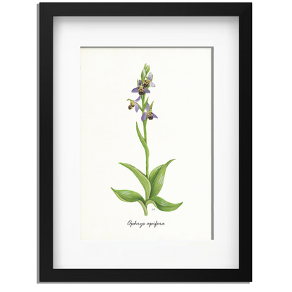 Ingelijst "Bijenorchis"