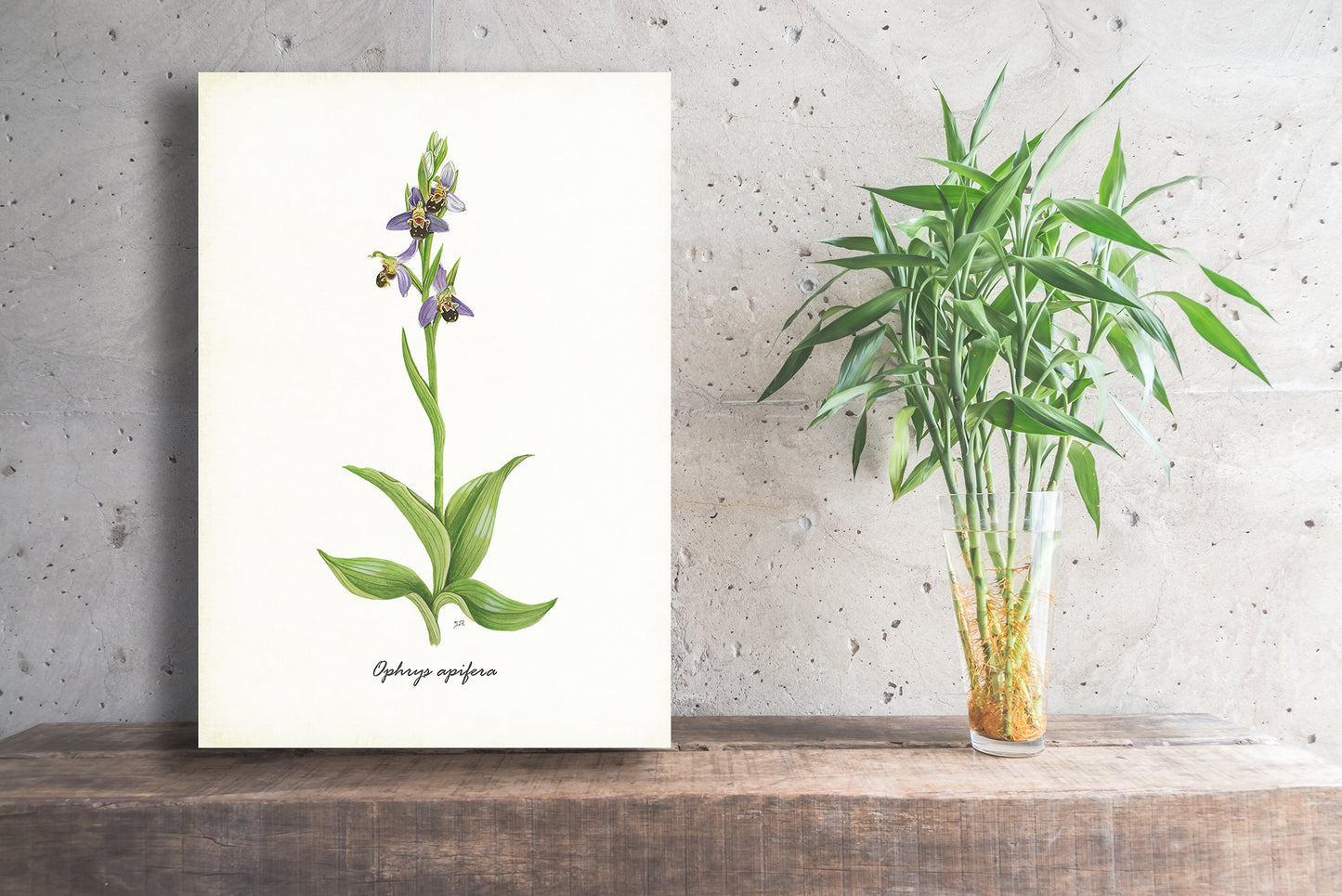 Wanddecoratie "Bijenorchis"