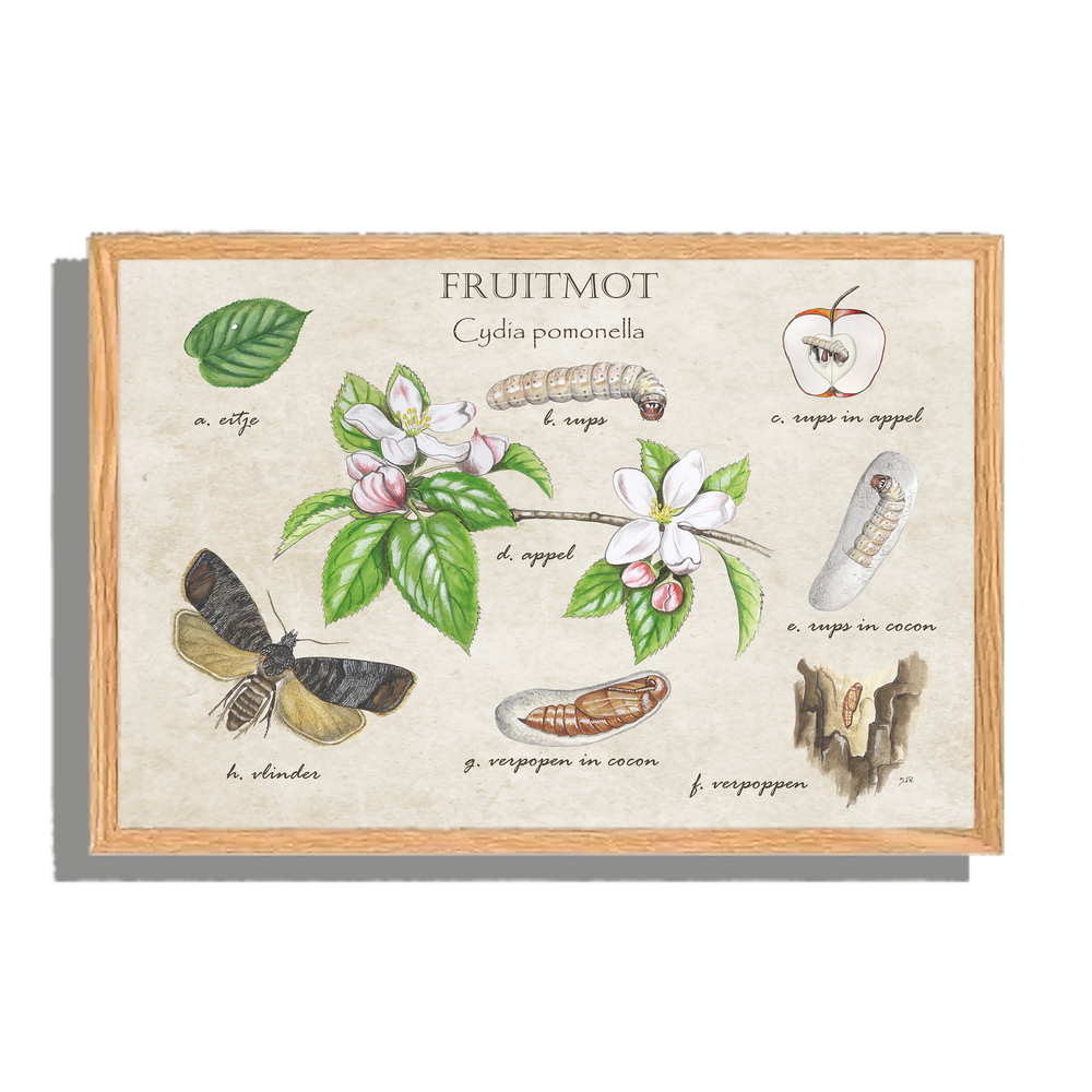 Ingelijst "Fruitmot, het leven van"