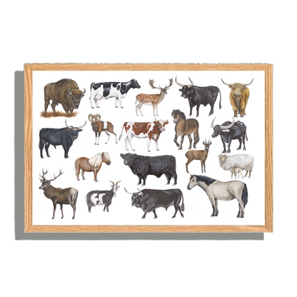 Ingelijst "Grote grazers"