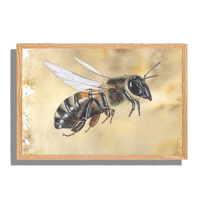 Ingelijst "Honingbij in vlucht"