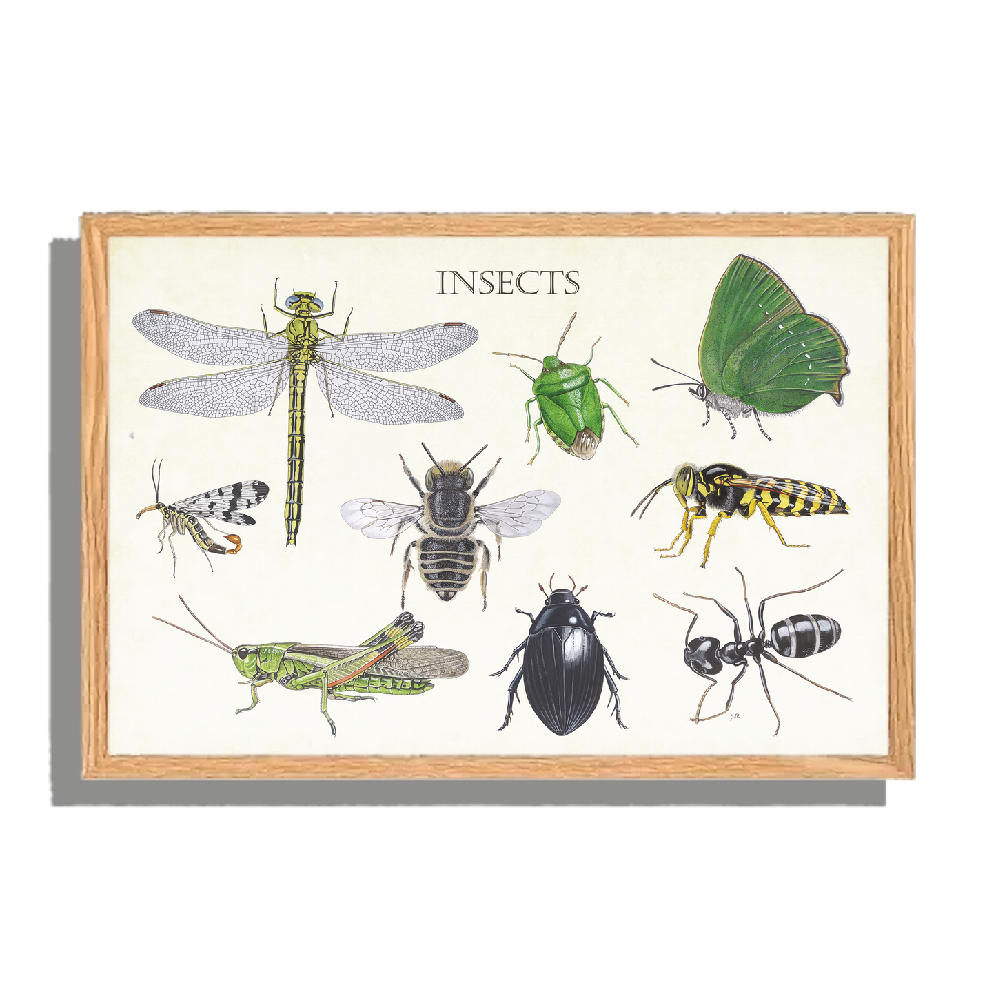 Ingelijst "Insects 2"
