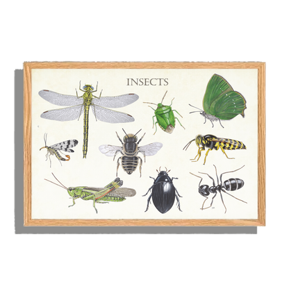 Ingelijst "Insects 2"