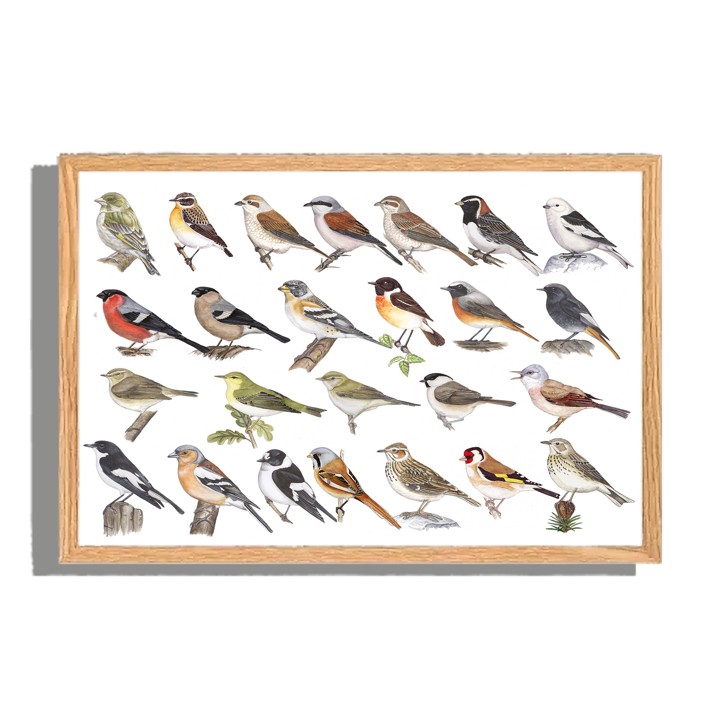 Ingelijst "Kleine zangvogels"