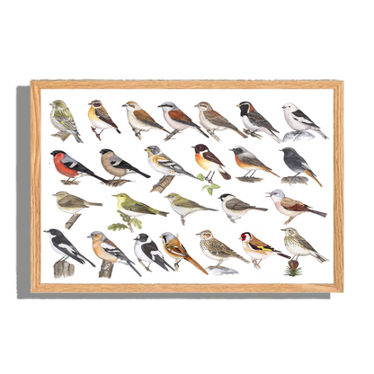Ingelijst "Kleine zangvogels"