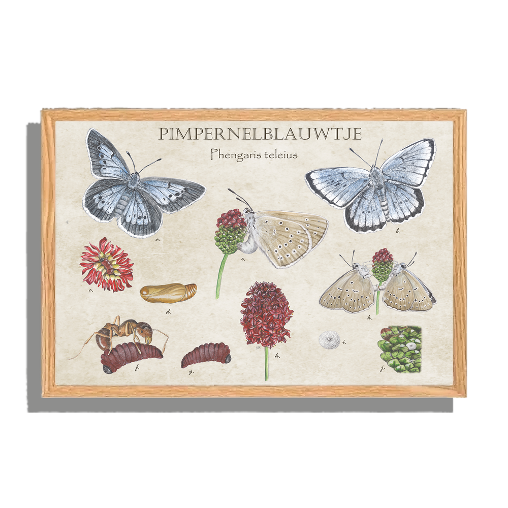 Ingelijst "Pimpernelblauwtje, het leven van"