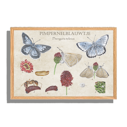 Ingelijst "Pimpernelblauwtje, het leven van"