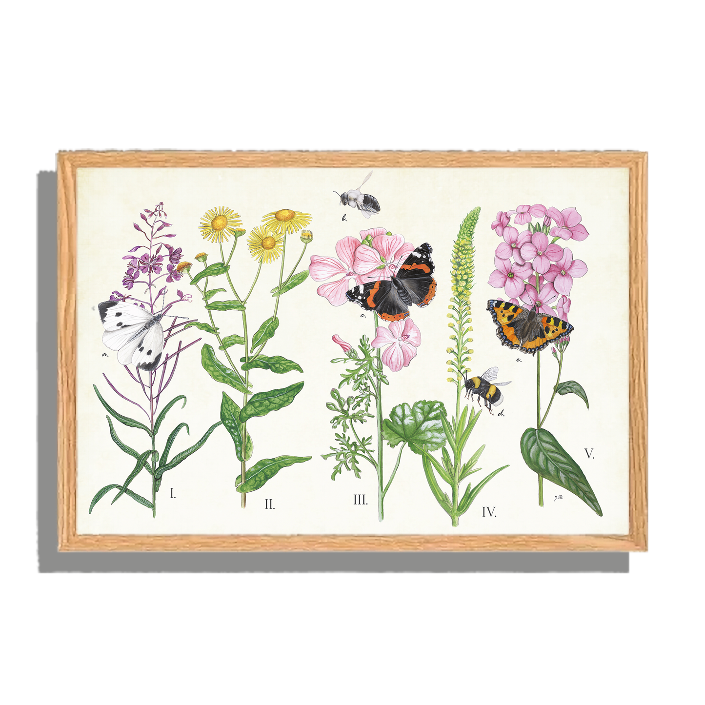 Ingelijst "Planten en haar insecten"