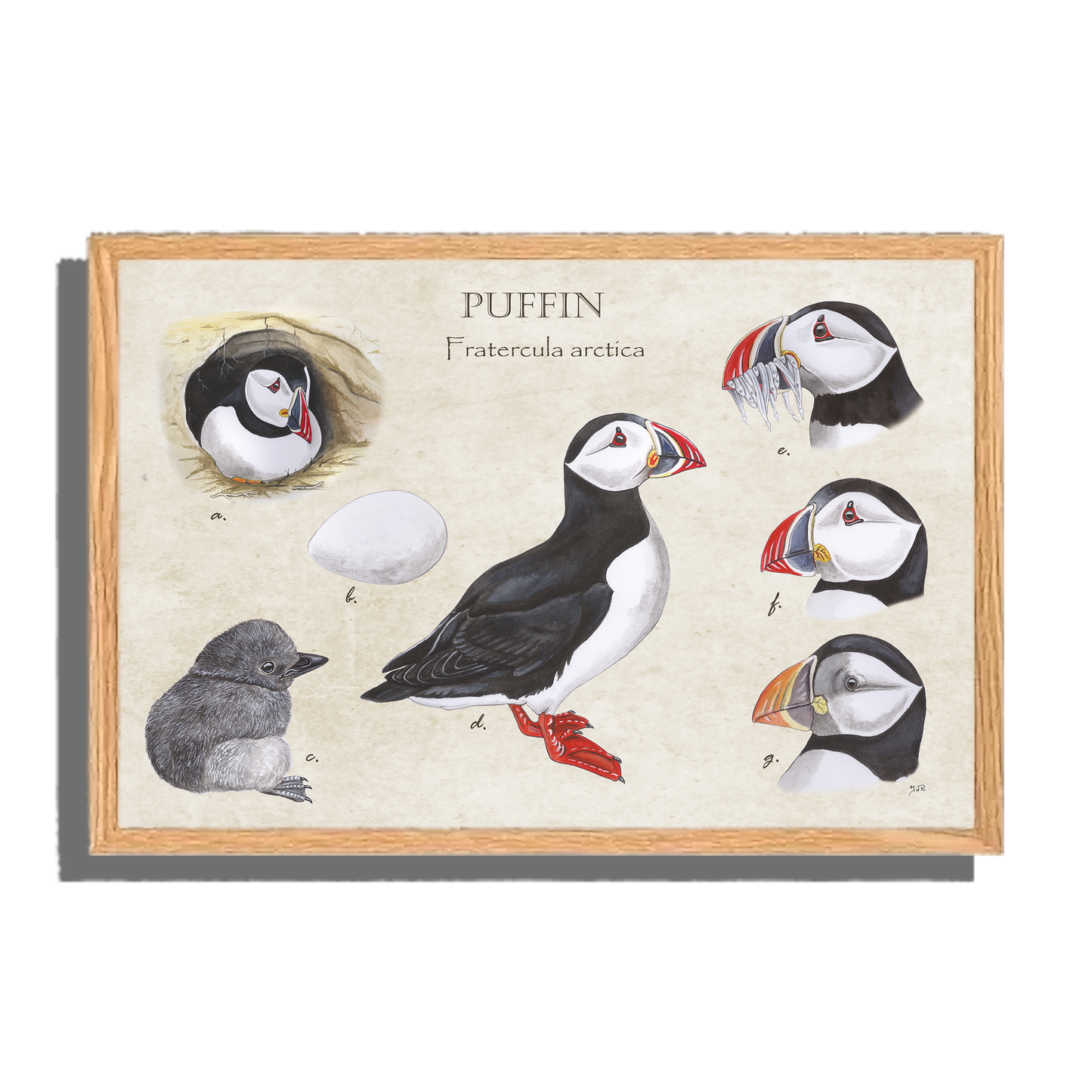 Ingelijst "Puffins, het leven van"