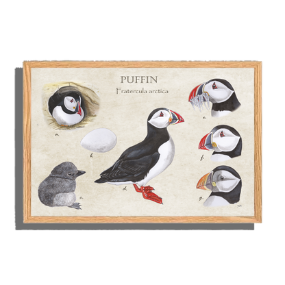 Ingelijst "Puffins, het leven van"