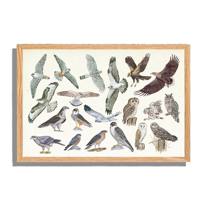Ingelijst "Roofvogels en uilen"