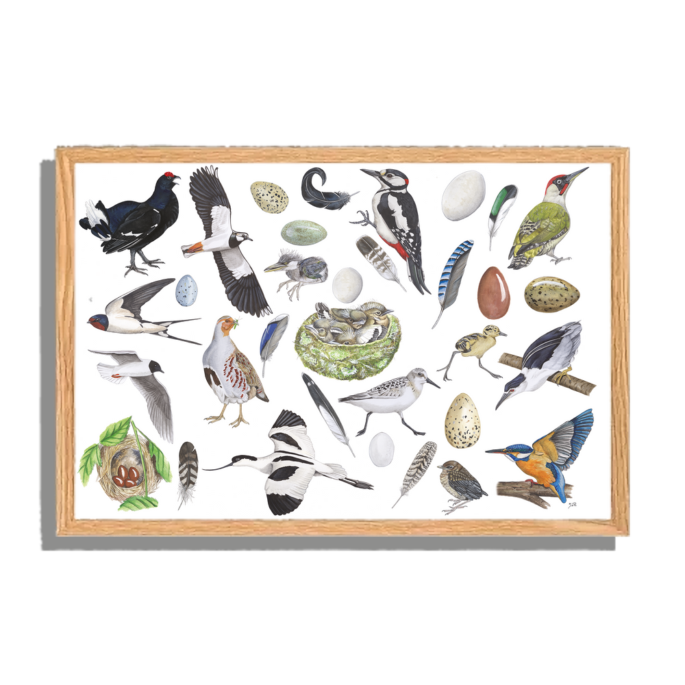 Ingelijst "Vogels, het leven van"