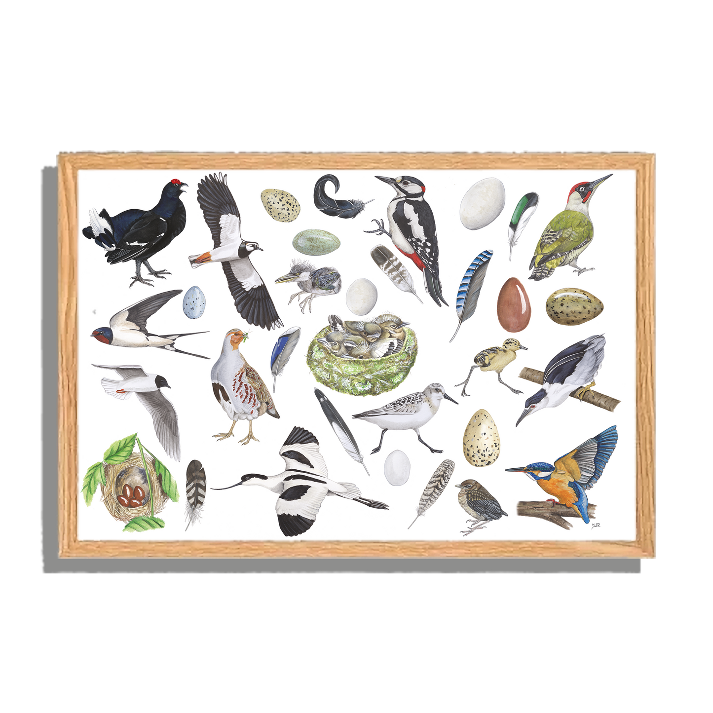 Ingelijst "Vogels, het leven van"