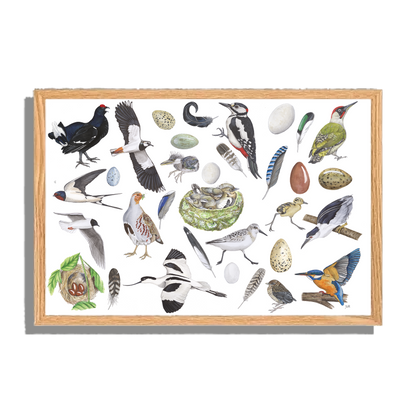 Ingelijst "Vogels, het leven van"