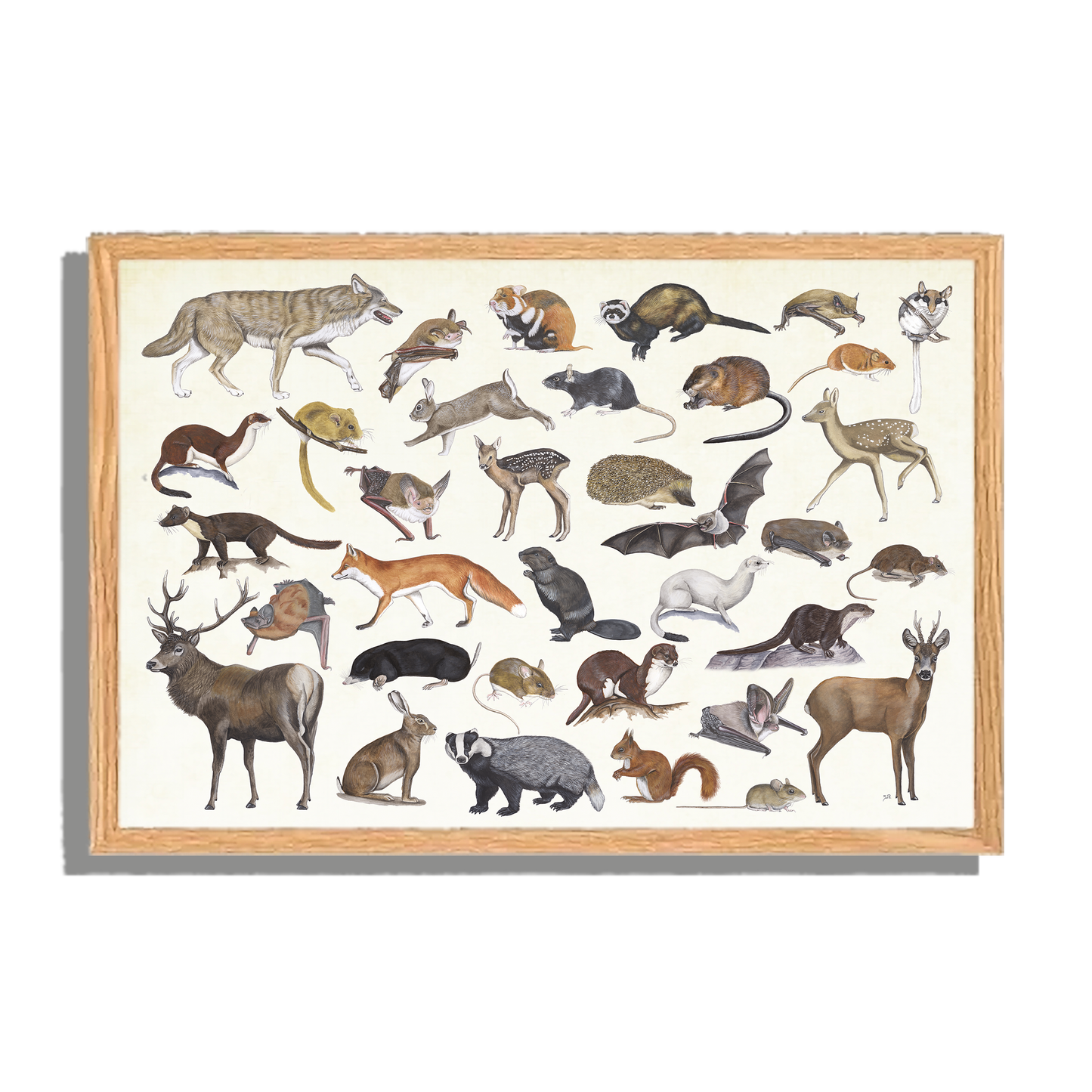 Ingelijst "Zoogdieren"