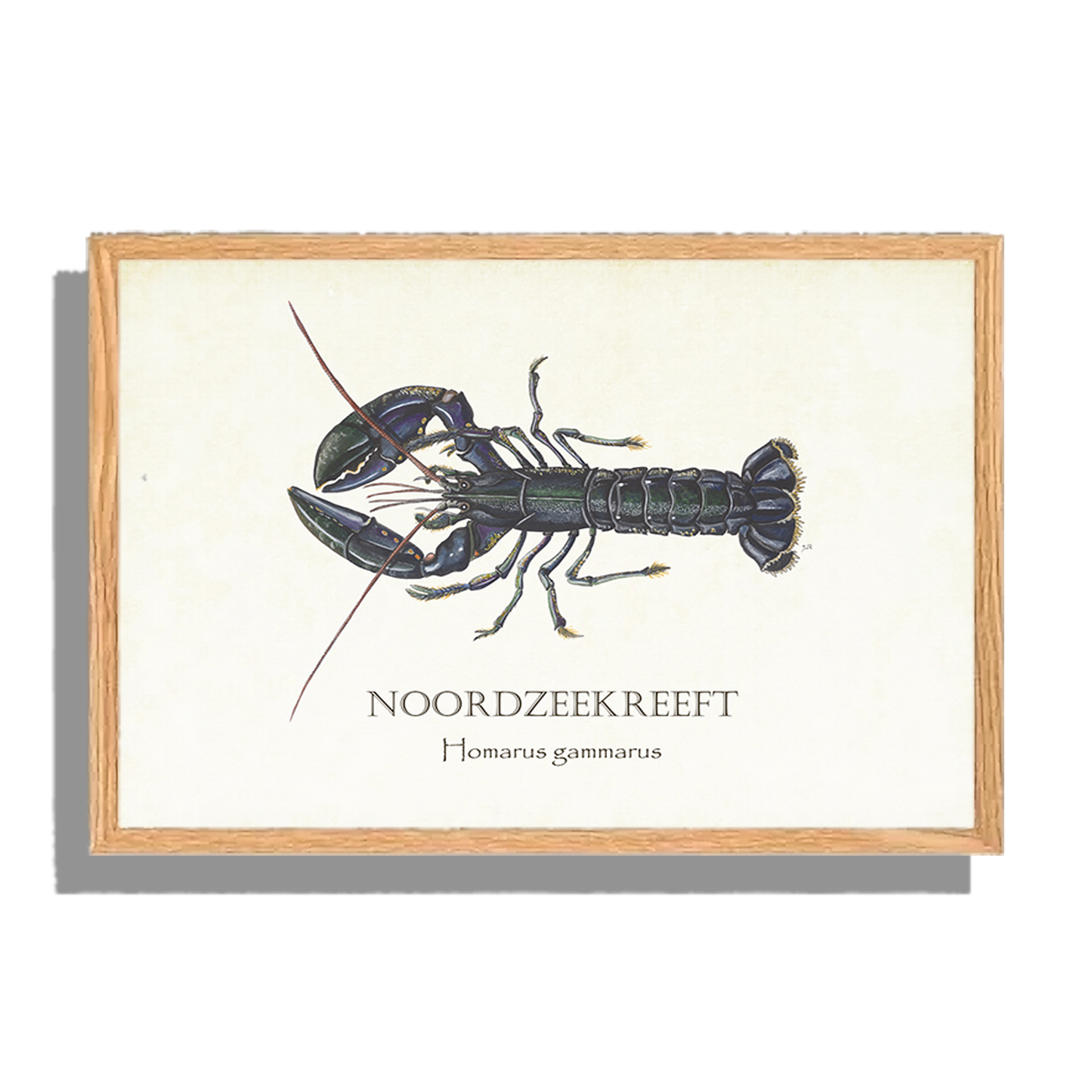 Ingelijst "Noordzeekreeft"