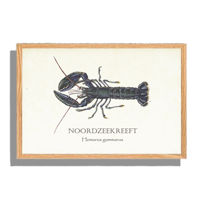 Ingelijst "Noordzeekreeft"