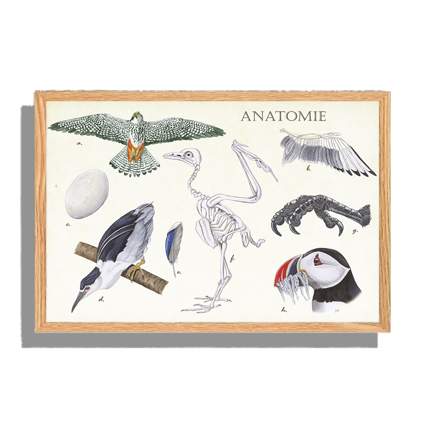 Ingelijst "Anatomie Birds"