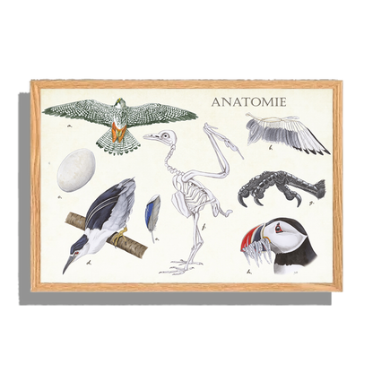 Ingelijst "Anatomie Birds"