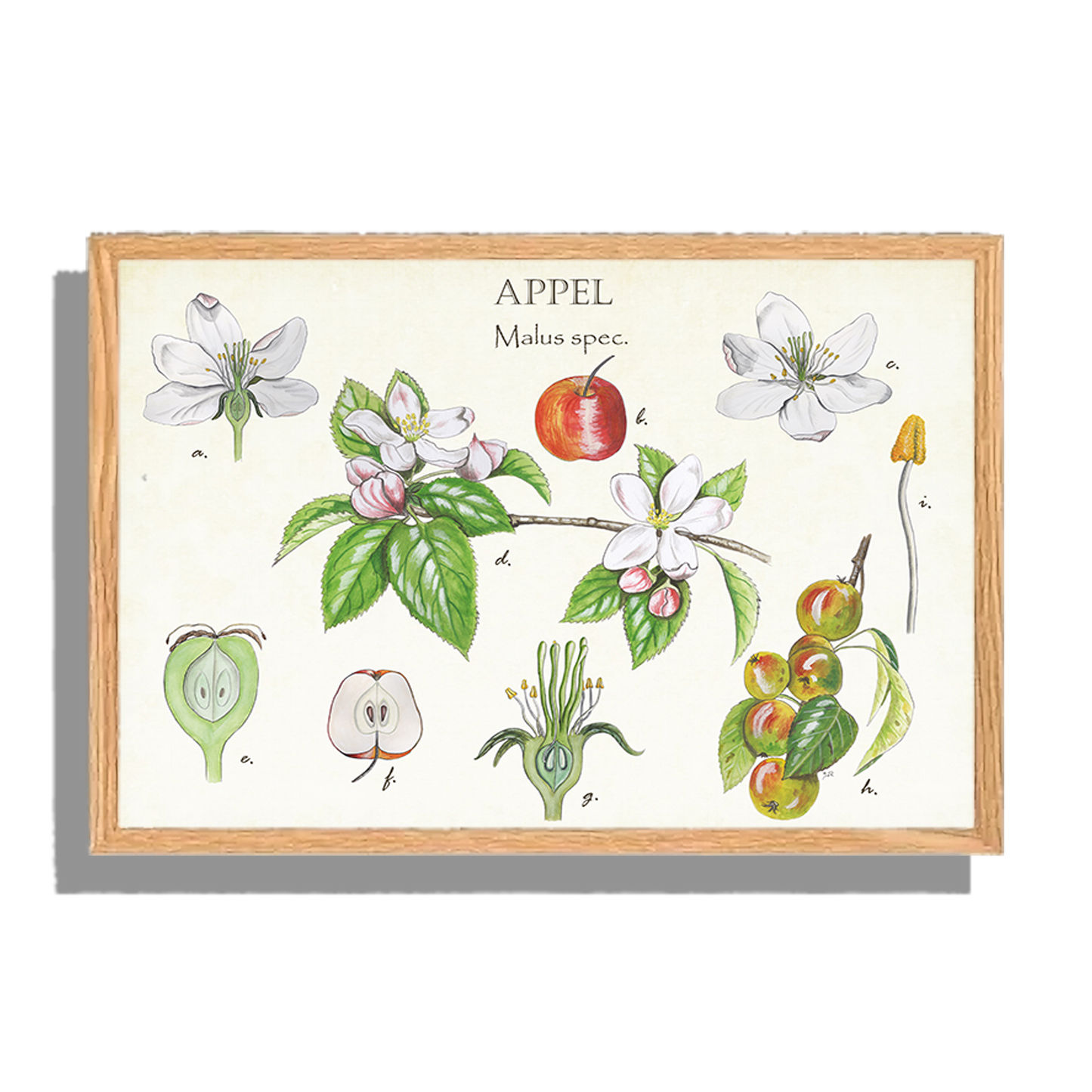 Ingelijst "Appel, het leven van"