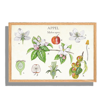 Ingelijst "Appel, het leven van"